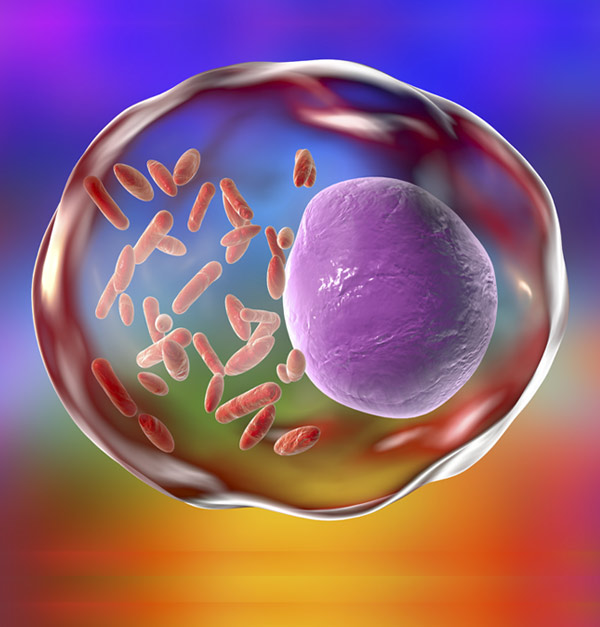 A Closer Look at Rickettsial Infections