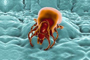 Tick-Borne Co-Infections are the Rule