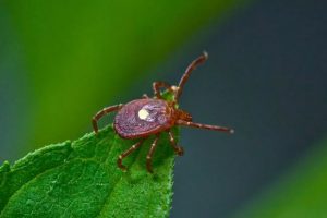 lone star tick (Amblyomma americanum