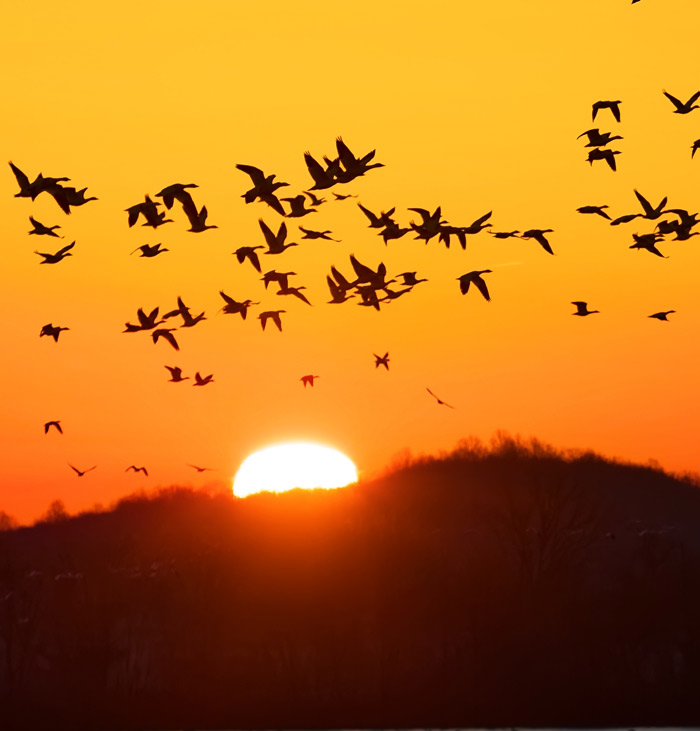 Migrating Birds Play Huge Role in Distributing Ticks Around the World