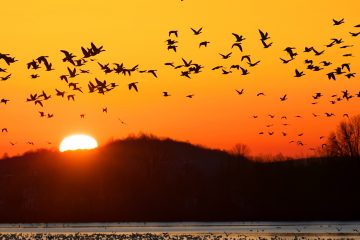 Migrating Birds Help Spread Ticks and Lyme Disease