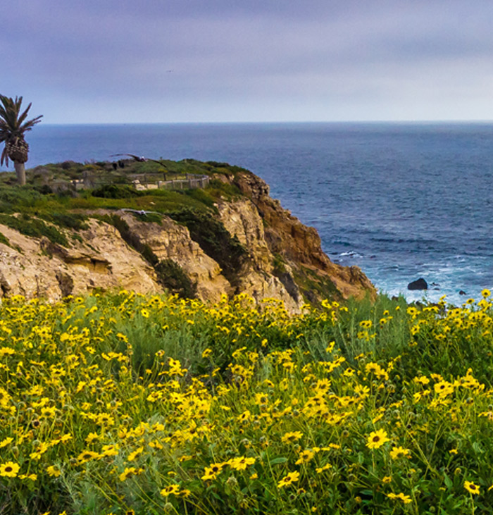 Tick Infection Rates as High as 31% in Some Coastal Areas of California