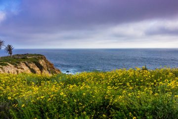 Coastal Areas of California Ticks