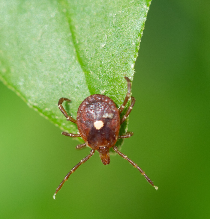 “Super-Fast” Lone Star Ticks are Showing up in New Places