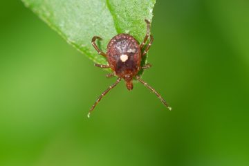 “Super-Fast” Lone Star Ticks are Showing up in New Places