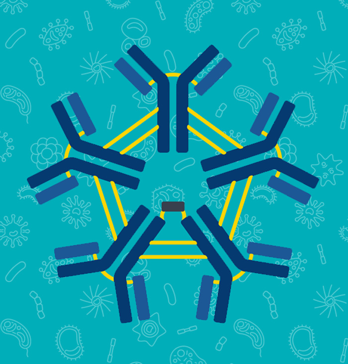 All about IgM or why Lyme spirochetes are like stealth bombers