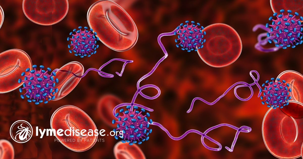 The Lyme Pandemic that COVID Uncovered