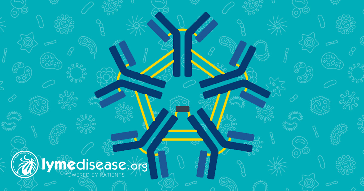 Biologists map the DNA of 47 strains of Lyme disease