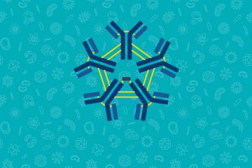How Borrelia burgdorferi can evade the immune system