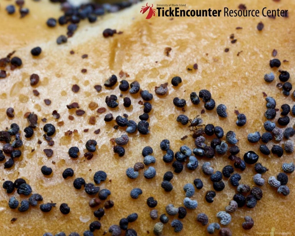 Seed ticks on shop dogs