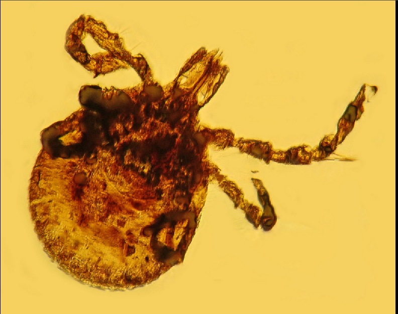 Lyme-infected tick in amber fossil