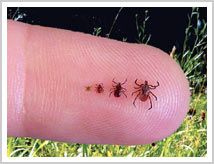 Sizes of Ticks