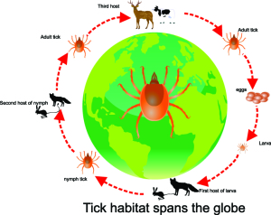 Life Cycle of Tick