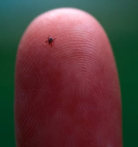 Tick causes Lyme disease is very small - see on the tip of a finger