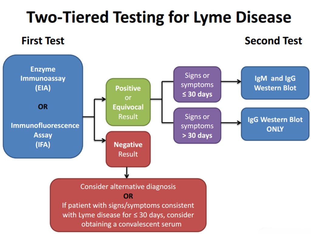 Lyme disease test