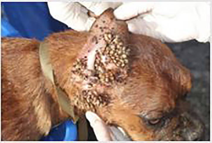Dog riddled with Morgellons skin disease behind the ear