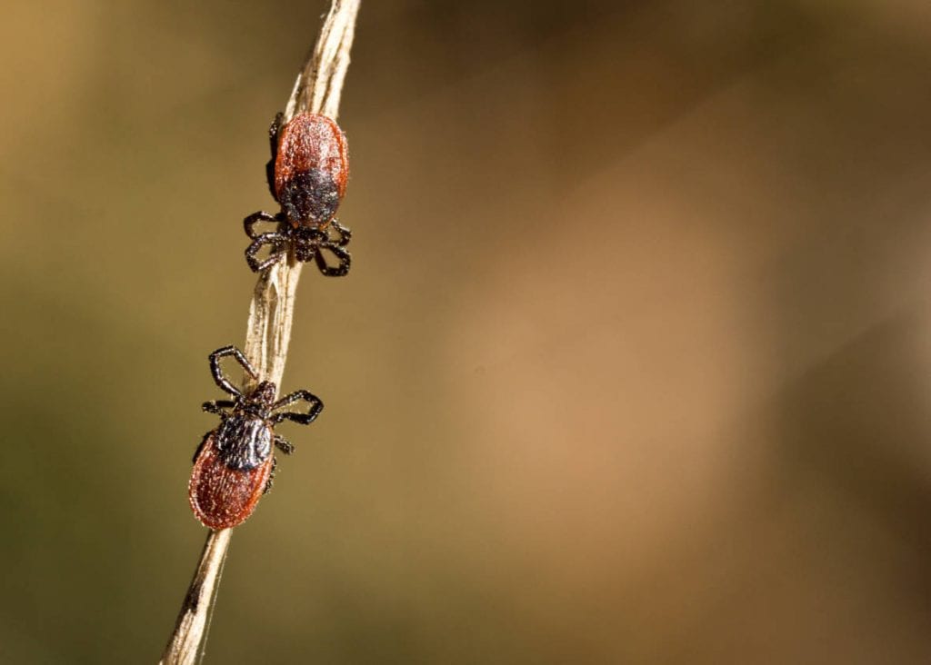California's tick hotspots are unevenly distributed throughout state