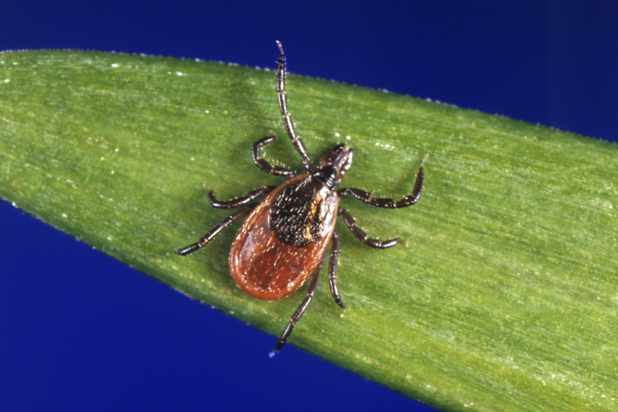 Why cases of Lyme disease are so undercounted