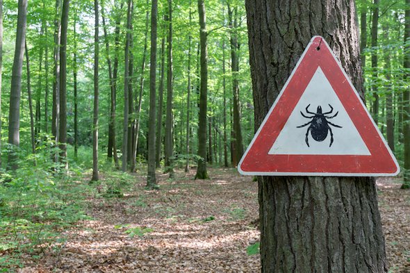 "In the battle against Lyme disease, the ticks are winning."