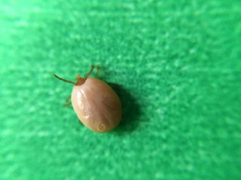 Ixodes scapularis, a species of tick that can transmit Lyme disease.