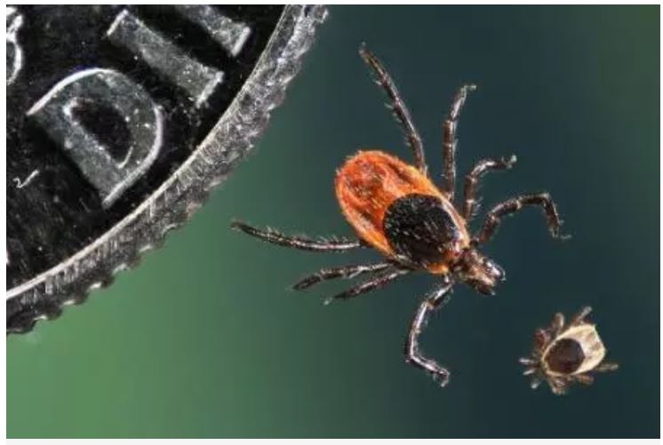 An adult and juvenile deer tick, Ixodes scapularis, are compared in size to a U.S. dime. According to the Centers for Disease Control and Prevention (CDC), reported cases of tick-borne diseases have increased by more than 200 percent over the past 13 years. NIAID