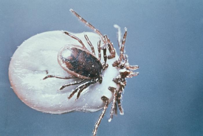 A study at the Institut Pasteur found that nymphal ticks could transmit Lyme within 12 hours.