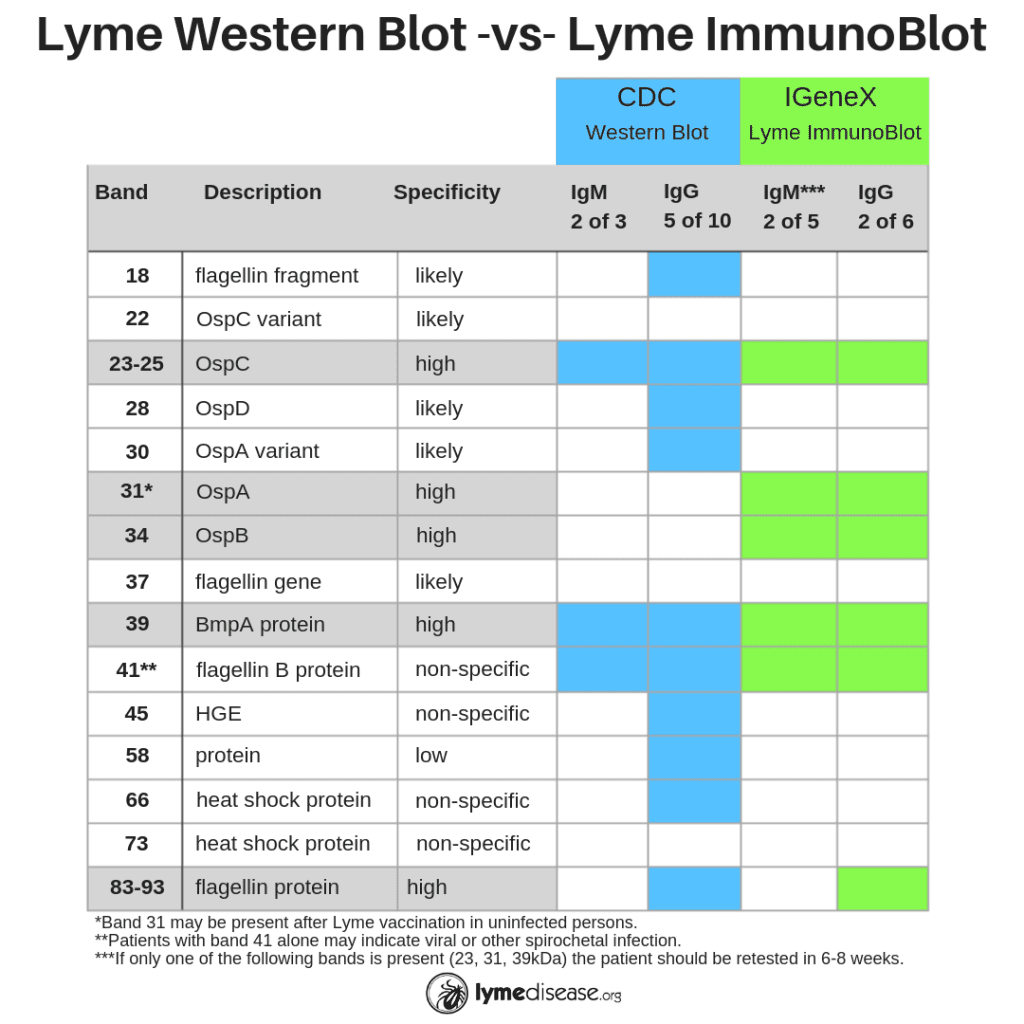 lyme disease ab with reflex to blot igg igm lyme disease ab with reflex to blot igg igm