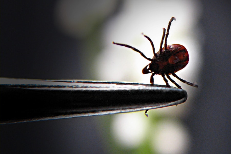 Lyme Disease Predicted To Rise In U.S. as Climate Warms