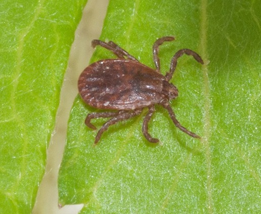 Potential Range for Asian Longhorned Tick Covers Much of Eastern U.S.