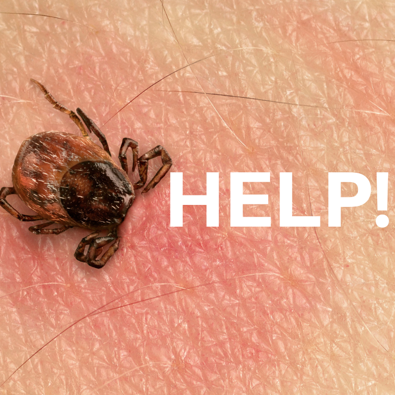 What to do if you got bitten by a tick Help I Ve Gotten A Tick Bite Now What Do I Do