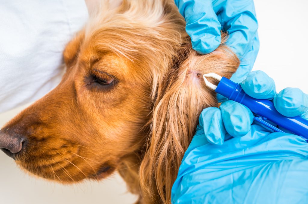 Lyme disease in dogs