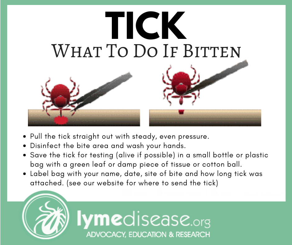 what to do if bitten by a tick