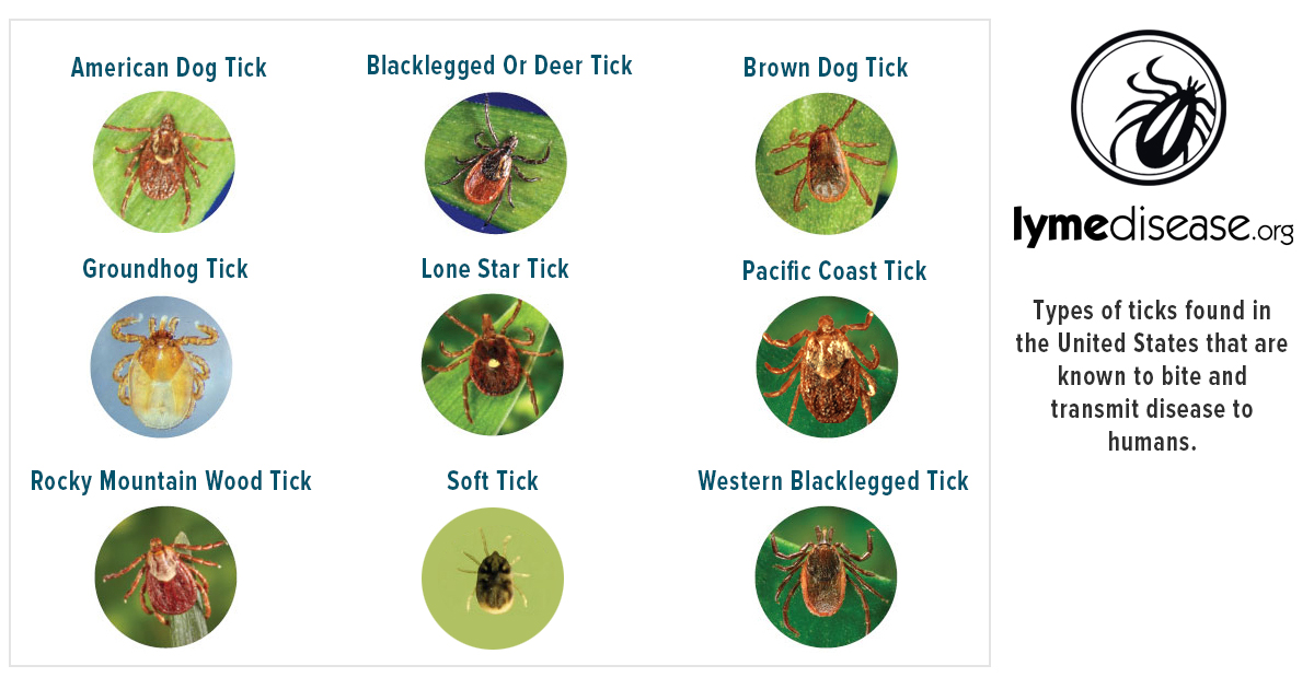 ticks with brown shell