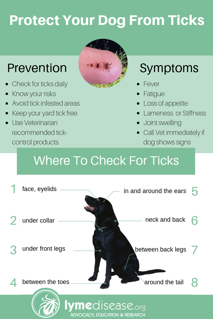 LYME SCI Found a tick on your dog What you need to know