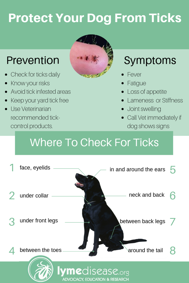 when to take dog to vet for tick bite