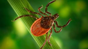 tick that carried Lyme disease