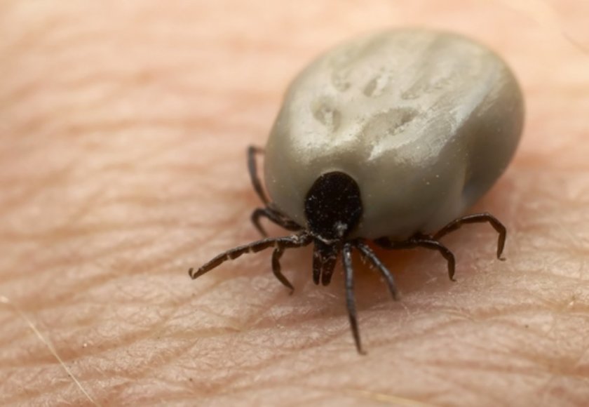 ticks infected with tularemia found in San Diego County