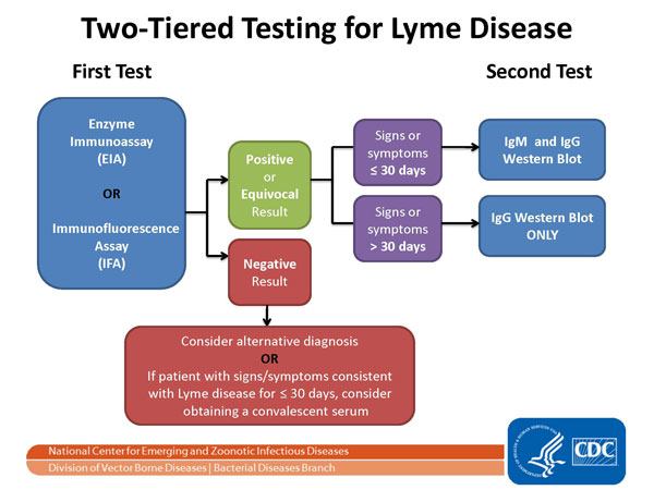 two-tiered testing for Lyme disease
