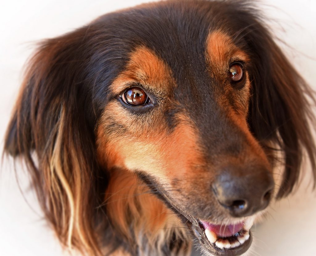 Bartonella found in dog tumors