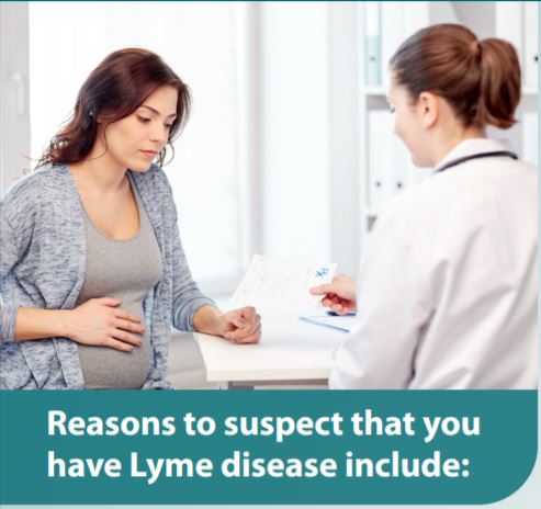 CDC pregnancy and Lyme