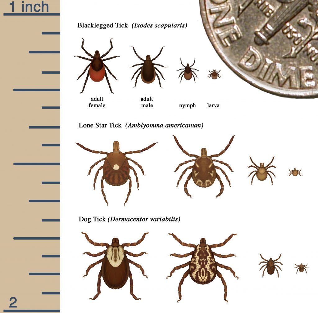 ticks