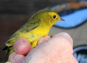 Wilson's Warbler