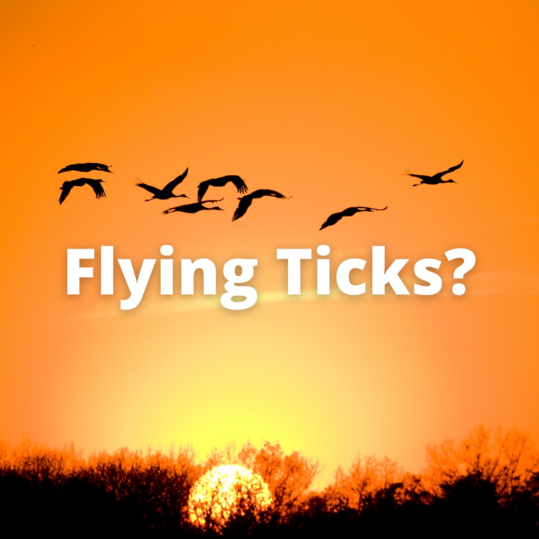 Flying ticks