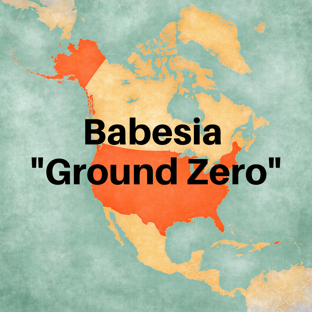 Babesia ground zero