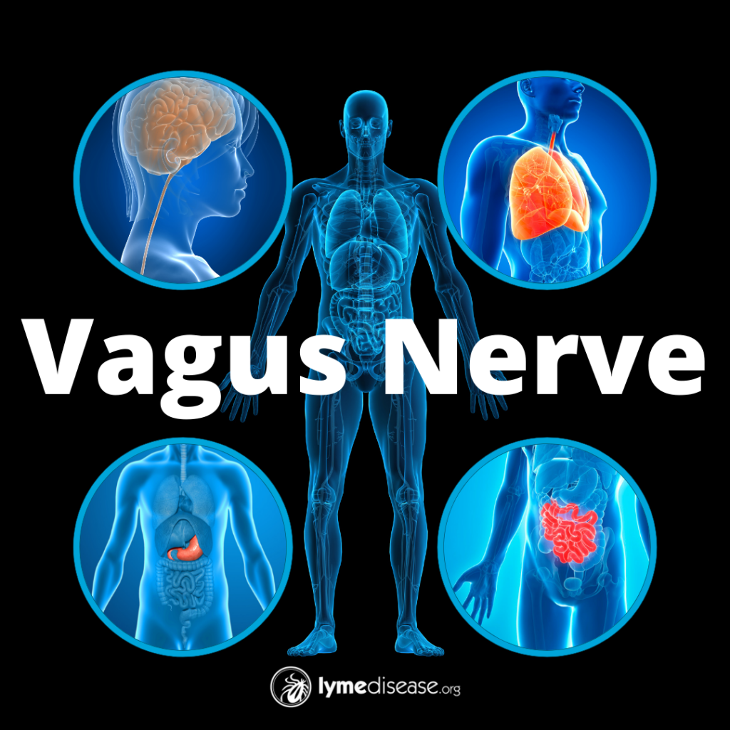 Everything You Need to Know About the Vagus Nerve - Living Life