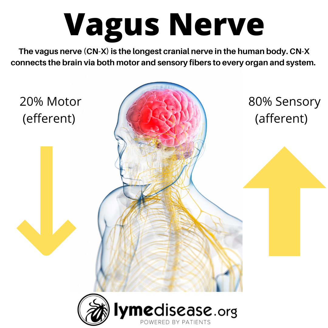 The Vagus nerve and how important is it to my overall Health?