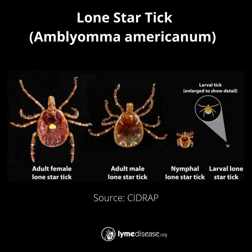 LYME SCI "Superfast" lone star ticks are showing up in new places