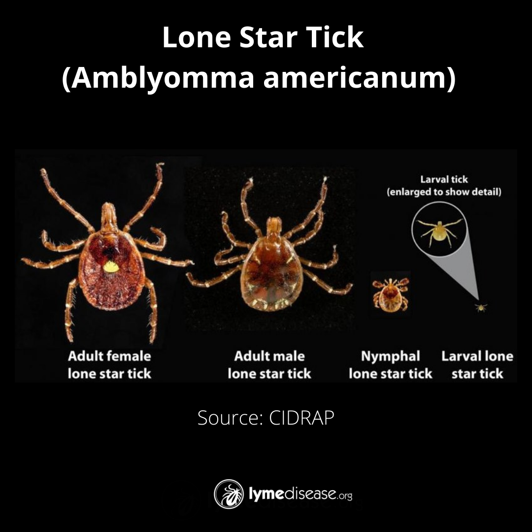 ticks in colorado springs co