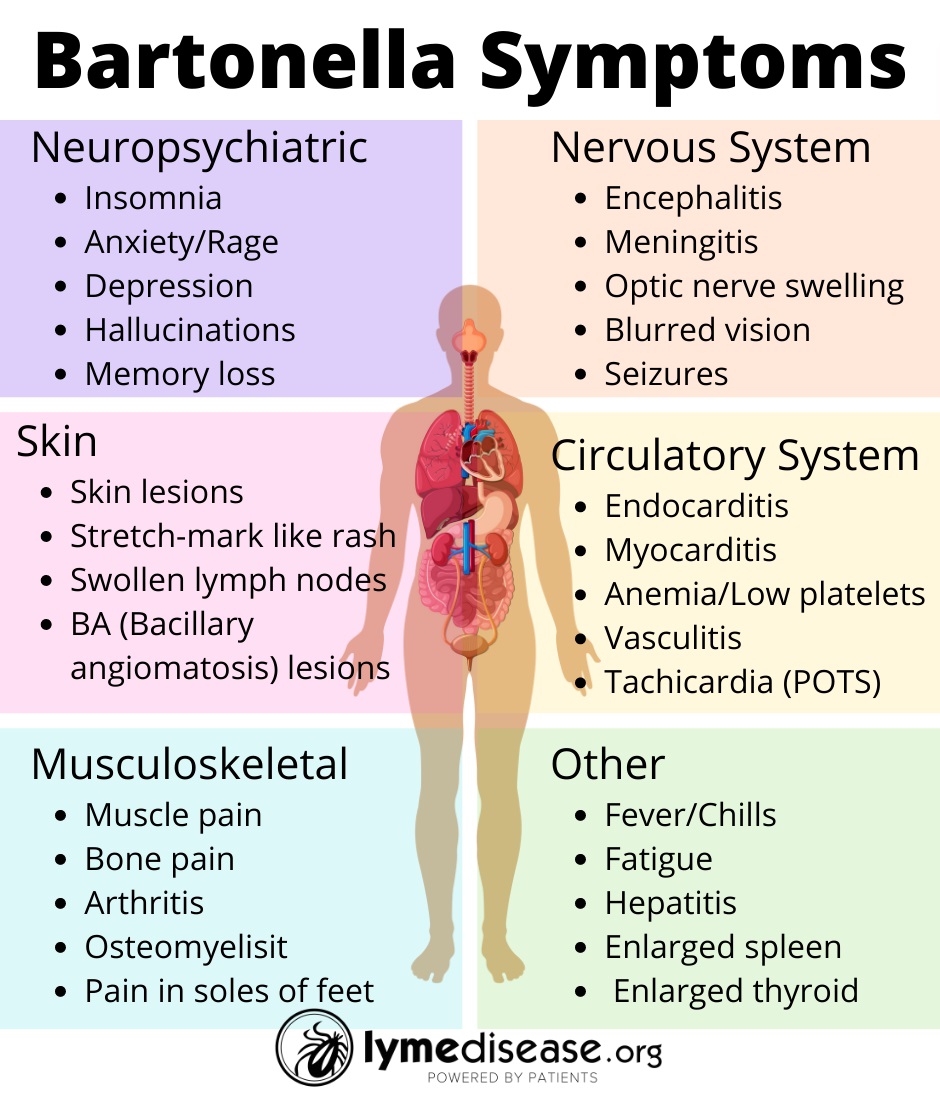 How Prevalent Is Bartonella In People Who Have Lyme Disease