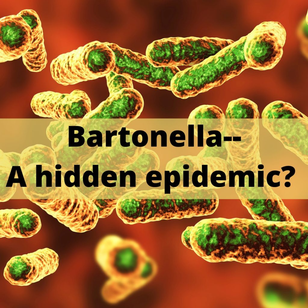 How Prevalent Is Bartonella In People Who Have Lyme Disease